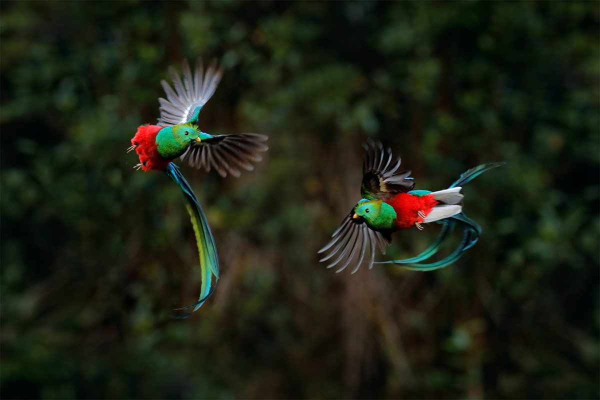 Quetzal, Pharomachrus mocinno, from tropic in Costa Rica with green forest, two birds fly fight. Magnificent sacred green and red bird, very long tail. Resplendent Quetzal in flight,wildlife nature.