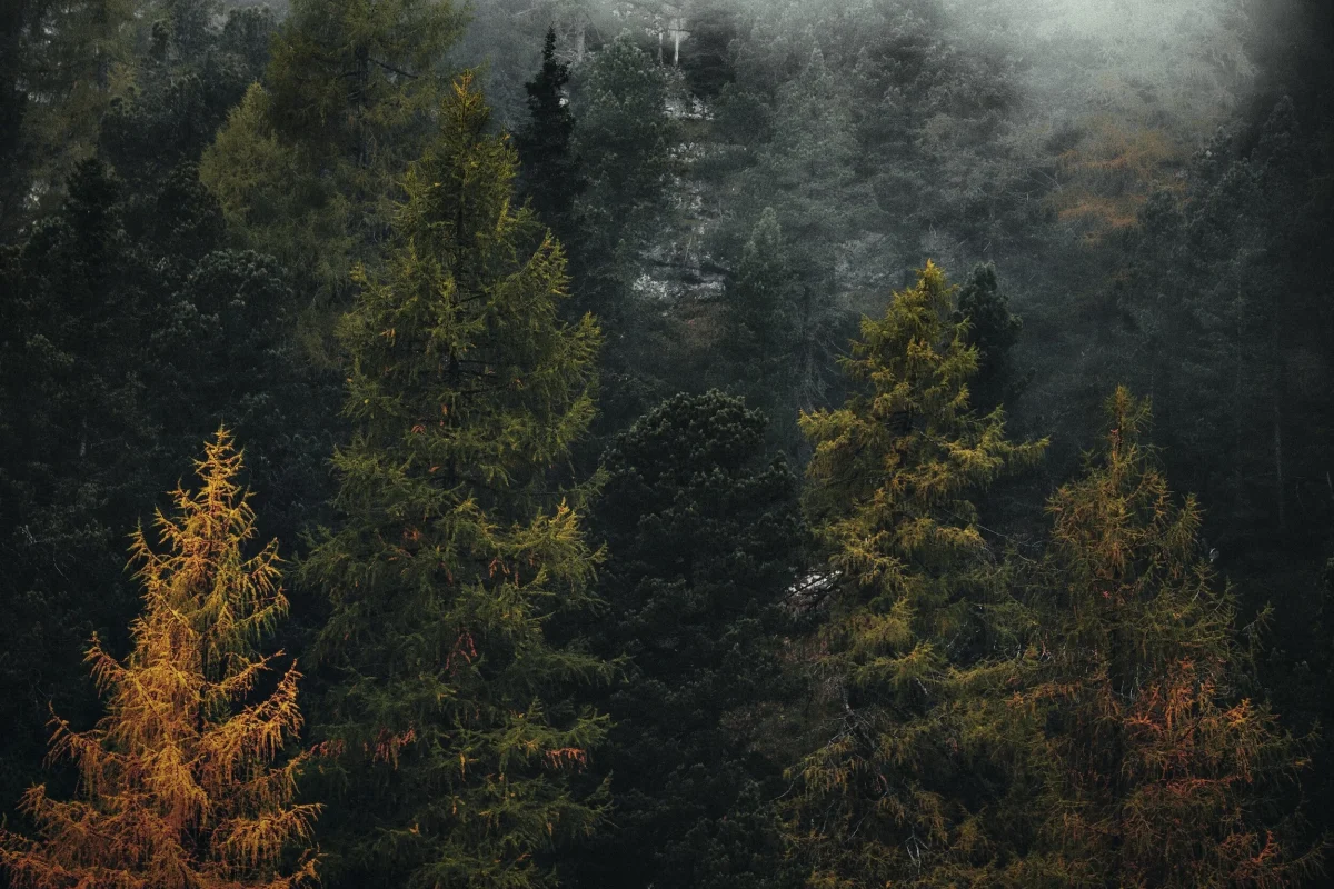 Image from Trailhead Counseling