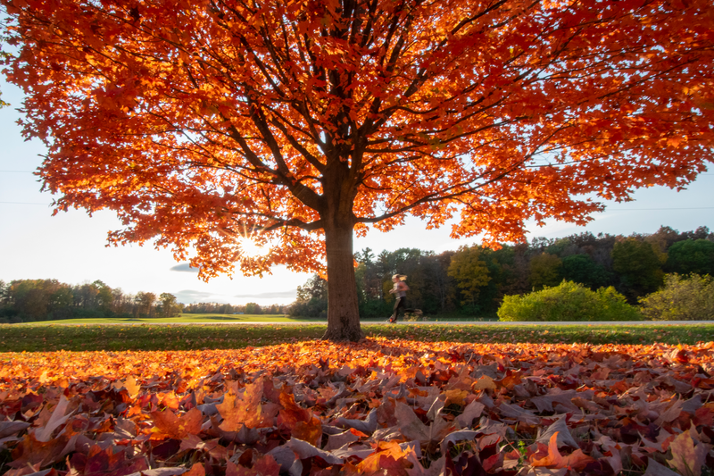 Fall Activities in Full Swing