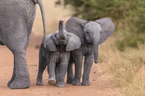 Amazing African Elephants