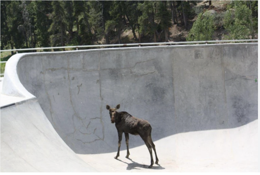 Moose on the Loose