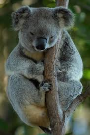 Fingerprints of Koalas