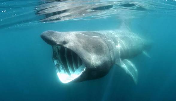 Shark Facts