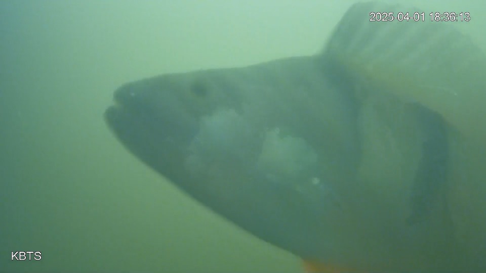 A screenshot from the Fish Doorbell livestream