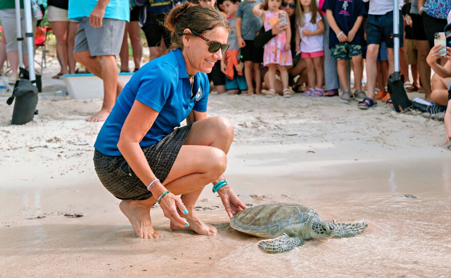 Nutella the Sea Turtle